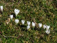 Weiße Krokusreihe mit Gänseblümchen